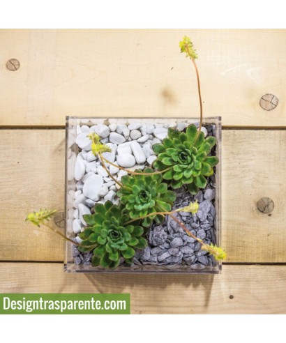 Plexiglass & Idee originali: Vaso composizione piante grasse in plexiglass trasparente