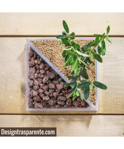 Idee regalo bomboniere:Vaso in plexiglass con piante per bomboniere