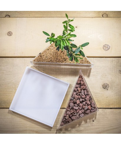 Idee regalo bomboniere:Vaso in plexiglass con piante per bomboniere