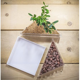 Idee regalo bomboniere:Vaso in plexiglass con piante per bomboniere