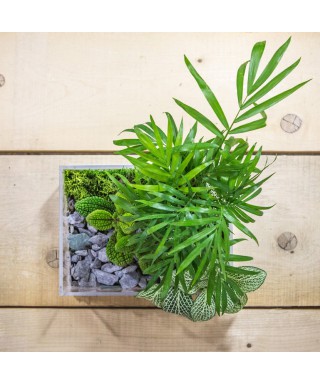 Plexiglass & Idee regalo compleanno: Vaso trasparente per composizione piante verdi