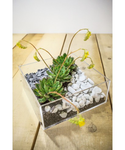 Plexiglass & Idee originali: Vaso composizione piante grasse in plexiglass trasparente