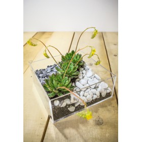 Plexiglass & Idee originali: Vaso composizione piante grasse in plexiglass trasparente