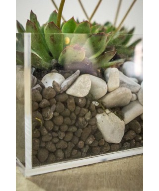 Plexiglass & Idee originali: Vaso composizione piante grasse in plexiglass trasparente