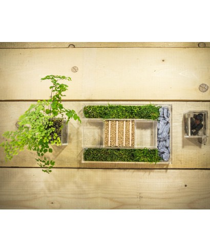 Vaso in plexiglass trasparente per composizione piante verdi