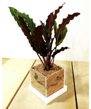 Vaso per piante grasse e succulente in plexiglass trasparente