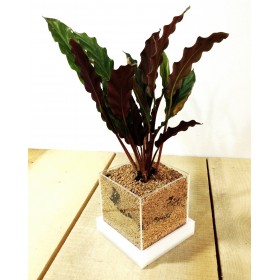 Niwabox- vaso per piante grasse e aromatiche, in plexiglass colorato
