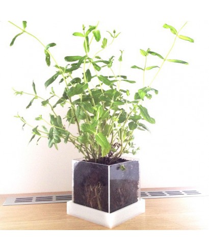 Vaso per piante grasse e succulente in plexiglass trasparente