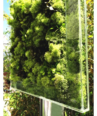 Vaso e Cornice da parete in plexiglass trasparente per lichene