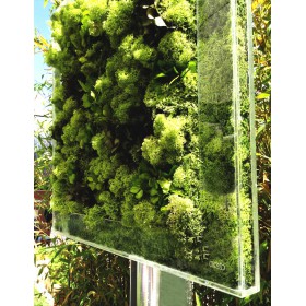 Transparent Plexiglass Vase and Wall Frame for Lichen.